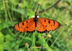 Acraea terpsicore