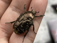 Protaetia brevitarsis