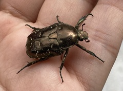 Protaetia brevitarsis