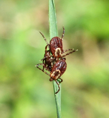American dog tick