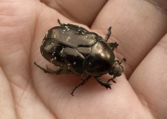 Protaetia brevitarsis
