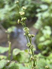 Pectiantia pentandra