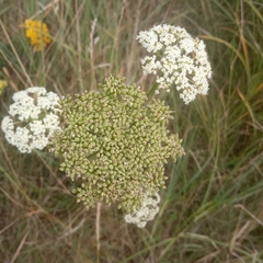 Kadenia dubia