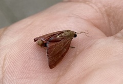 Endotricha theonalis