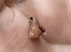 Endotricha theonalis