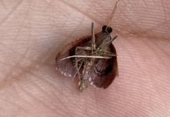 Endotricha theonalis