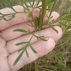 Kadenia dubia