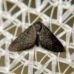 Epipyropidae