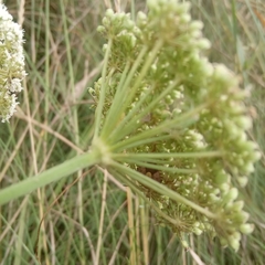 Kadenia dubia