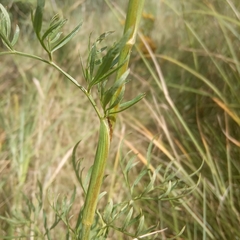 Kadenia dubia