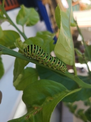 Papilio machaon