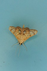 Neoanalthes contortalis