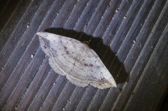 Blasticorhinus hoenei