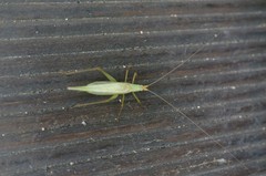 Oecanthus longicauda