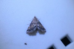Elophila turbata