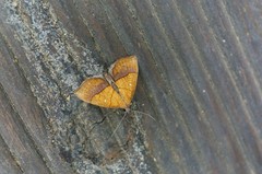 Stenbergmania albomaculalis