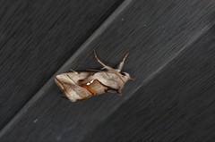 Macdunnoughia purissima