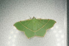 Geometra sponsaria
