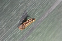 Spatulipalpia albistrialis