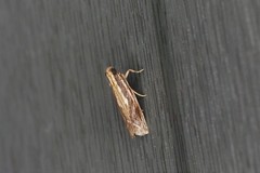 Spatulipalpia albistrialis