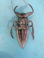 Lethocerus cordofanus