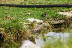 Crithagra flaviventris