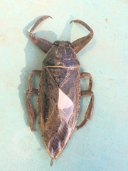 Lethocerus cordofanus