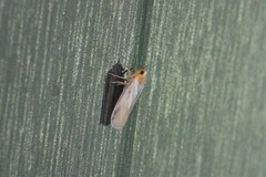 Vekunta fuscolineata