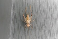 Svistella bifasciata