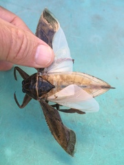 Lethocerus cordofanus