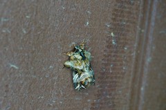 Callopistria repleta