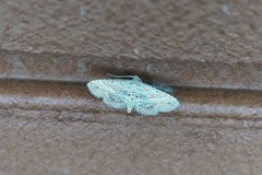 Araeopteron fragmenta