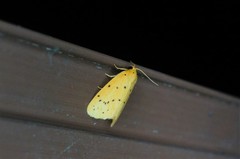 Stigmatophora flava leacrita