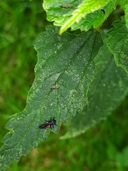 Harmonia quadripunctata
