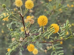 Vachellia vernicosa