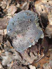 Russula parazurea