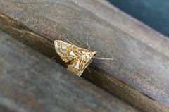 Paracymoriza prodigalis