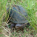 Black Spine-necked Swamp Turtle - Photo (c) ClÃ¡udio Dias Timm, some rights reserved (CC BY-NC-SA)