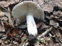 Russula parazurea