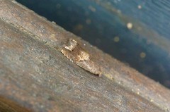 Epiblema sugii