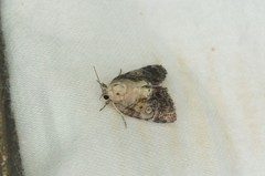 Negritothripa hampsoni