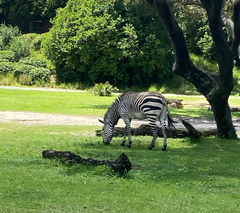 Equus zebra