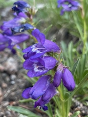 Penstemon hallii