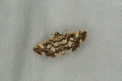 Nacoleia sibirialis