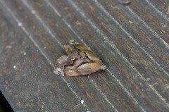 Lophomilia polybapta