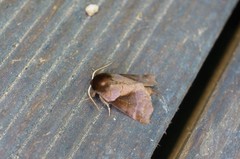 Gonoclostera timoniorum