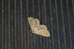 Elophila interruptalis