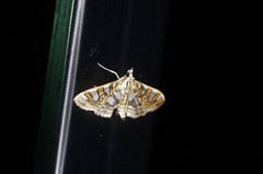 Glyphodes pryeri
