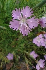 Dianthus benearnensis
