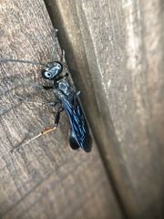 Isodontia auripes